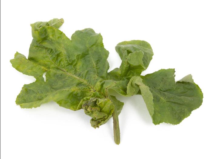 Courges - Virus de la tache annulaire de la papaye (PRSV)