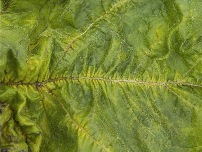 Courges - Virus de la tache annulaire de la papaye (PRSV)