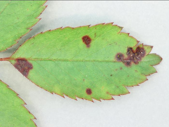 Rosiers - Tache noire (Diplocarpon rosae)