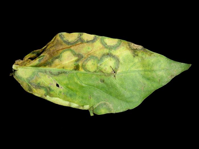 Poivron - Virus de la mosaïque du concombre (CMV)