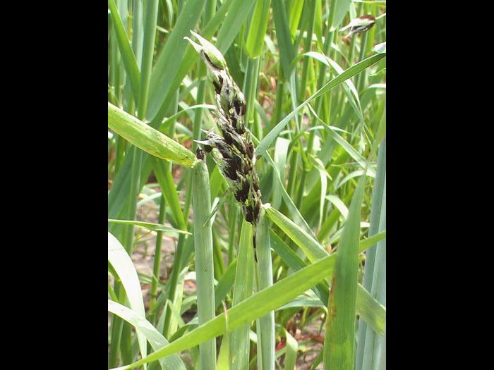 Avoine - Charbon nu (Ustilago avenae)