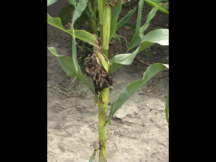 Maïs grain et fourrager - Charbon commun (Ustilago maydis)_6