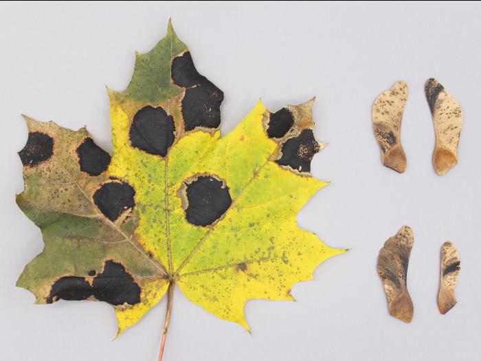 Érables - Tache goudronneuse (Melasmia acerina)