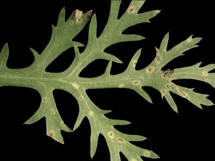 Argyranthemum - Rouille brune (Puccinia chrysanthemi)