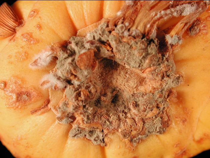 Glaïeuls - Pourriture pénicillienne (Penicillium gladioli)