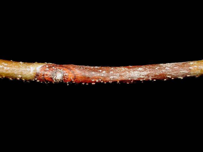Tilleuls - Chancre cytosporéen (Cytospora sp.)