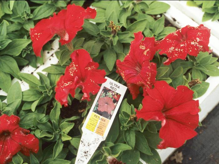 Pétunias - Moisissure grise (Botrytis cinerea)