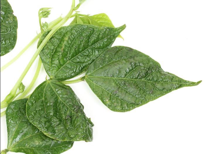 Haricot - Virus de la mosaïque du soja (SMV)_1