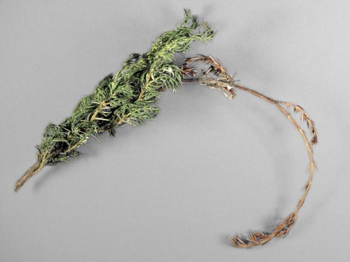 Genévriers - Brûlure phomopsienne (Phomopsis juniperivora)