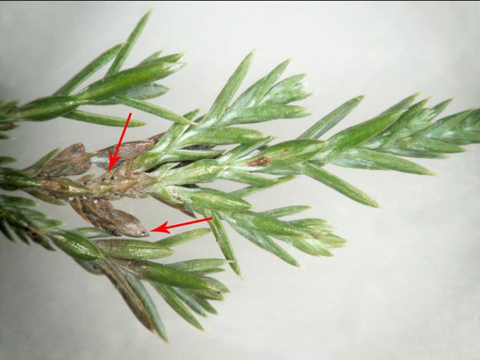 Genévriers - Brûlure des aiguilles (Kabatina juniperi)