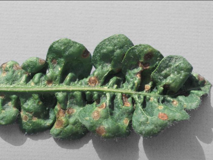 Statices - Tache cercosporéenne (Cercospora sp.)