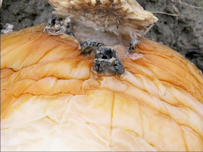 Citrouille - Pourriture sclérotique (Sclerotinia sclerotiorum)