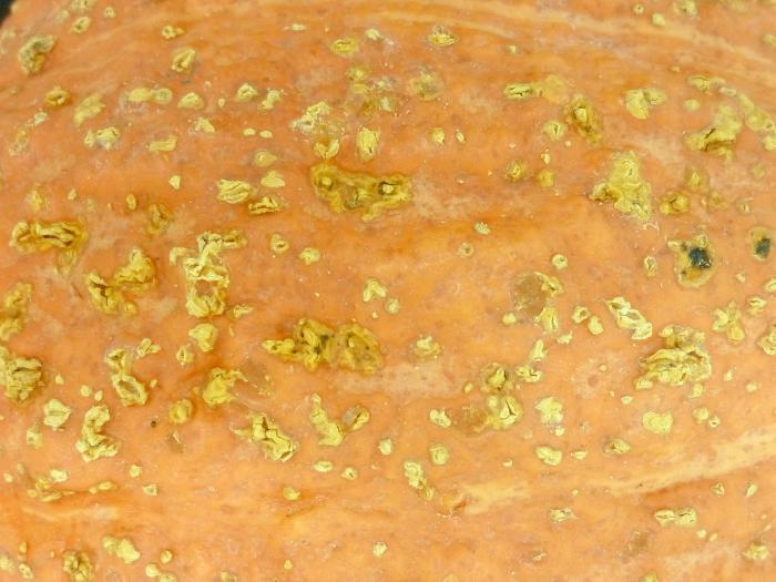 Courges - Tache septorienne (Septoria cucurbitacearum)