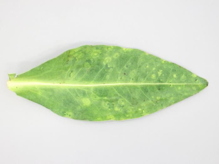 Stokésie - Virus de la maladie bronzée de la tomate (TSWV)