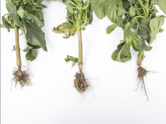 Poivron - Pourriture fusarienne (Fusarium oxysporum)