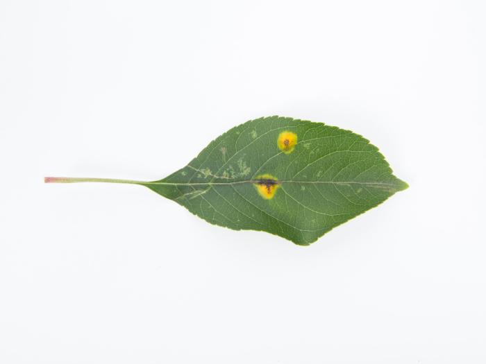 Pomme - Rouille (Gymnosporangium sp.)