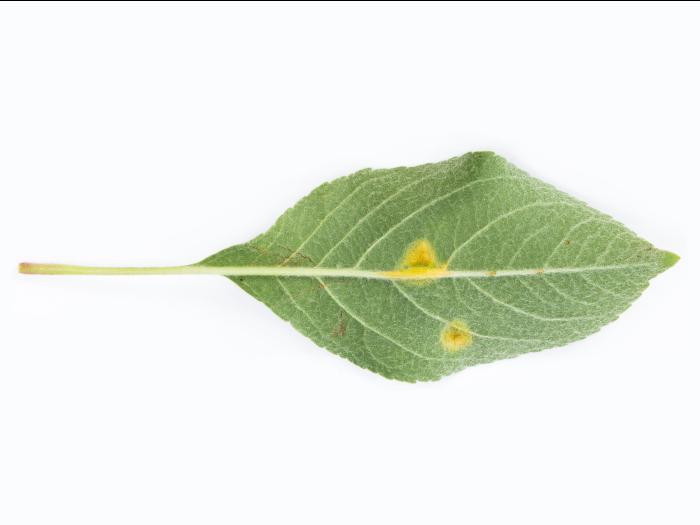 Pomme - Rouille (Gymnosporangium sp.)