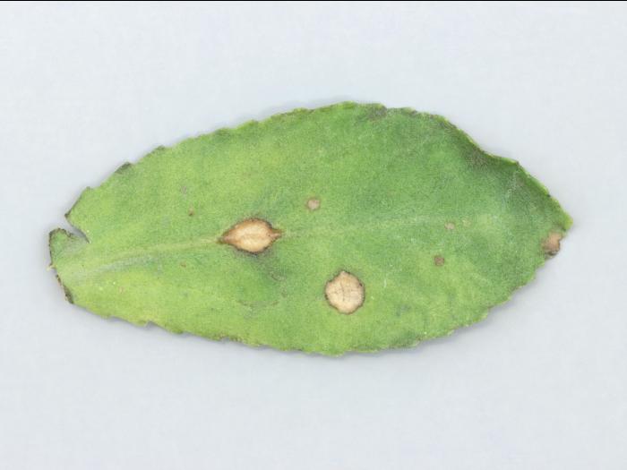 Marguerites - Tache à Myrothecium (Myrothecium roridum)