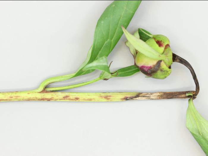 Pivoines - Anthracnose (Gloeosporium sp.)