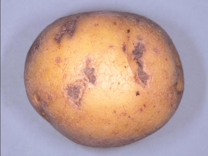 Pomme de terre - Brûlure hâtive (Alternaria solani)
