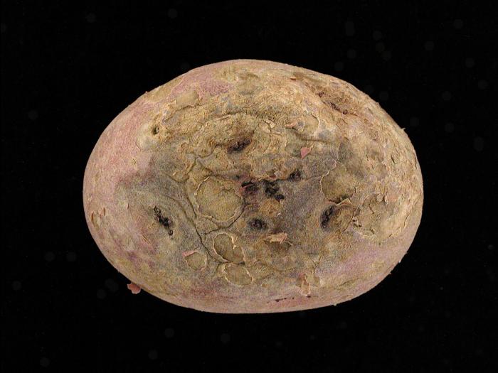 Pomme de terre - Gale poudreuse (Spongospora subterranea)