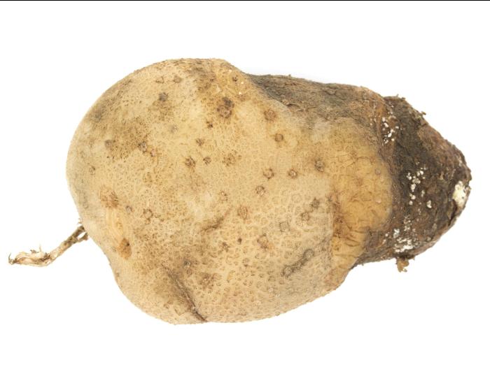 Pomme de terre - Pourriture sèche fusarienne (Fusarium sp.)