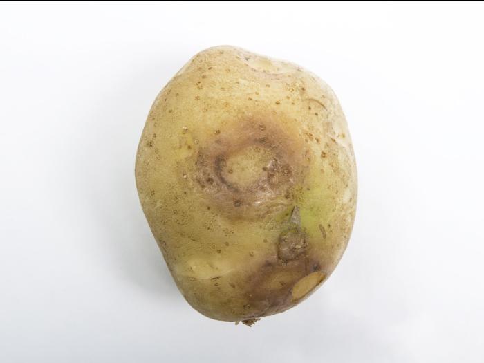  Pomme de terre - Virus Y de la pomme de terre (PVY)