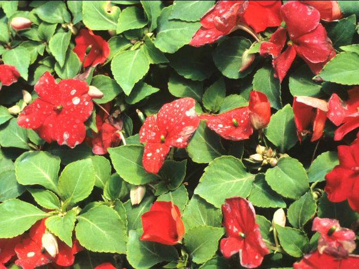 Impatientes - Moisissure grise (Botrytis cinerea)