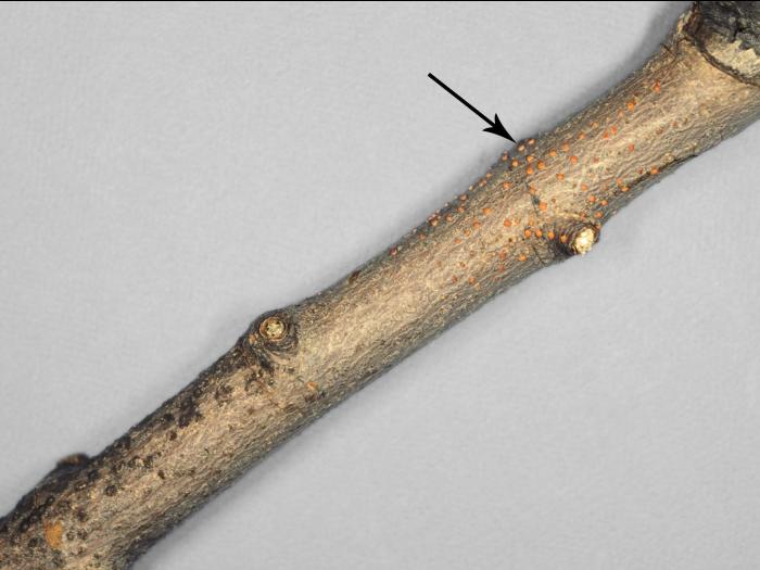 Érables - Dépérissement nectrien (Tubercularia vulgaris)