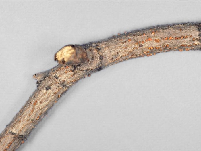 Érables - Dépérissement nectrien (Tubercularia vulgaris)