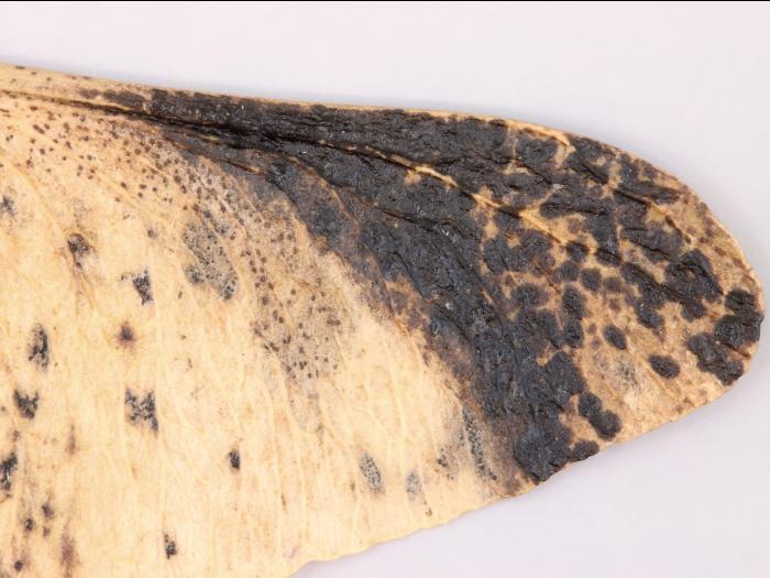 Érables - Tache goudronneuse (Melasmia acerina)