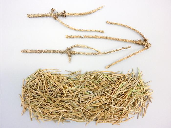 Épinettes - Chancre phomopsien (Phomopsis sp.)