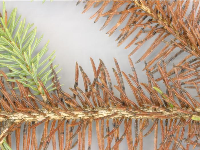 Épinettes - Rouge (Rhizosphaera kalkhoffii)