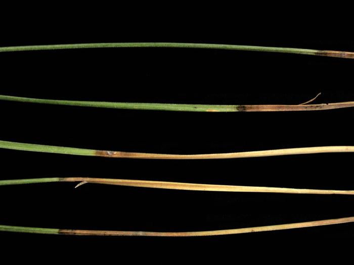 Pins - Brûlure en bandes rouges (Dothistroma septosporum)