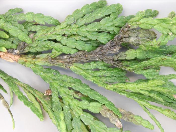 Thuyas - Dépérissement phytophthoréen (Phytophthora citricola)