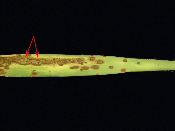 Yuccas - Tache zonée (Coniothyrium concentricum)