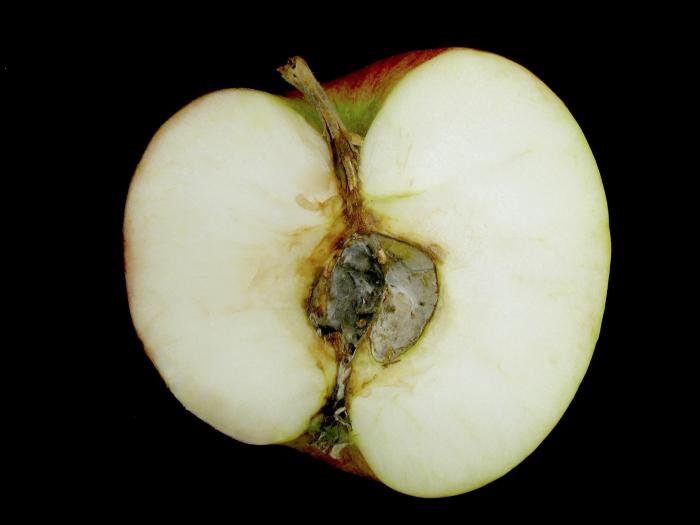 Pomme - Pourriture du cœur (Alternaria alternata)