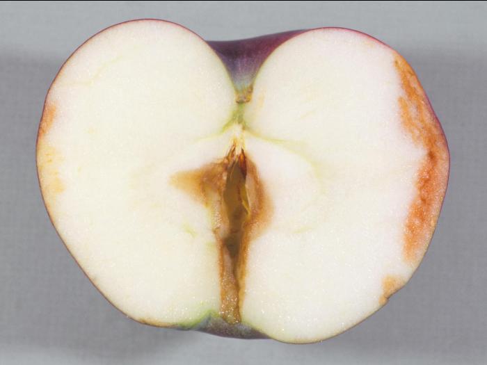 Pomme - Pourriture du cœur (Alternaria alternata)