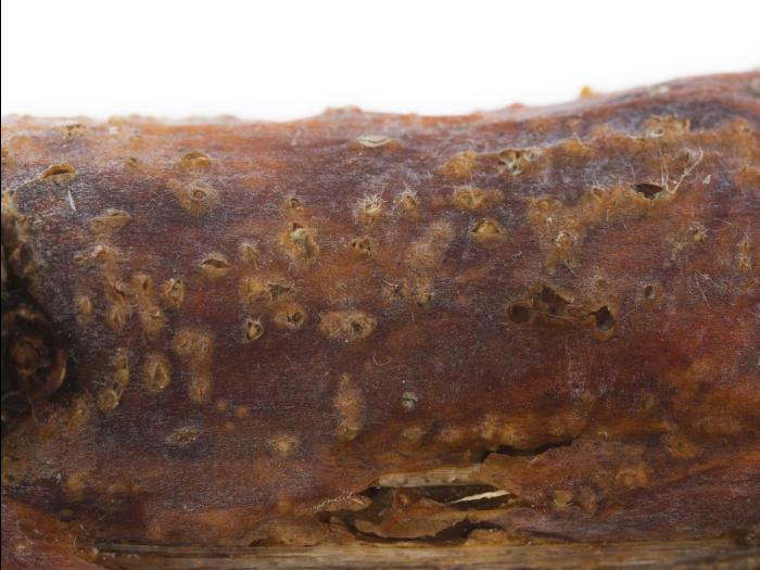 Pomme - Anthracnose (Neofabraea sp.)_11