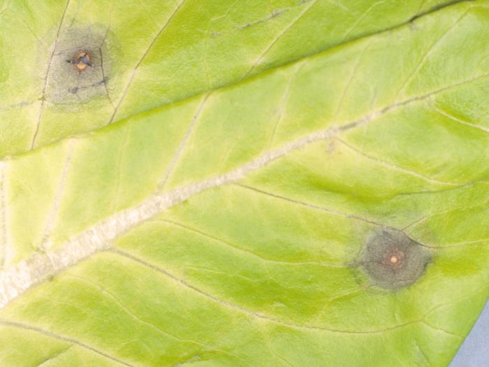 Laitues - Tache cercosporéenne (Cercospora sp.)