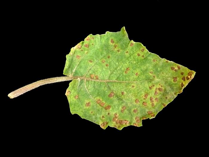 Cerise de terre - Charbon blanc (Entyloma australe)