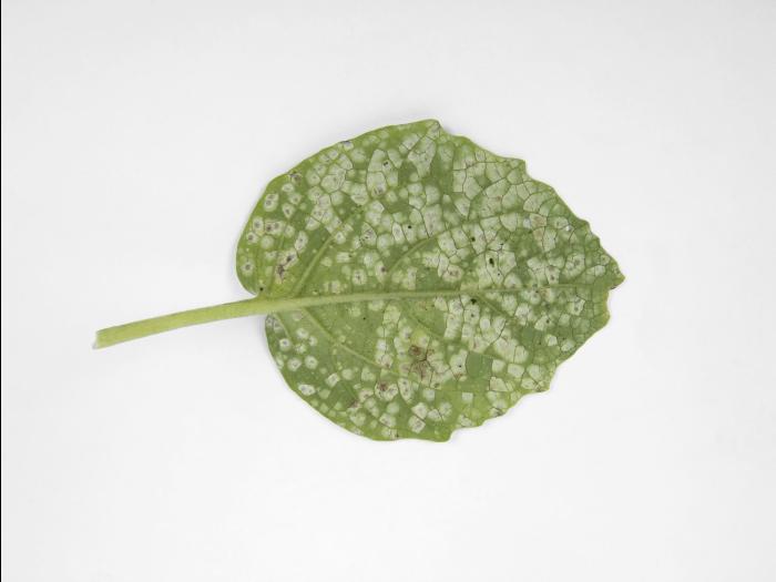 Cerise de terre - Tache cercosporéenne (Cercospora sp.)