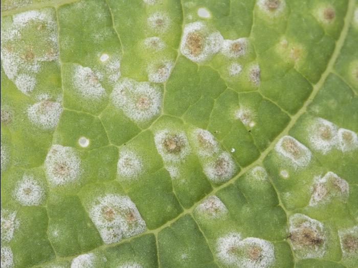 Cerise de terre - Tache cercosporéenne (Cercospora sp.)