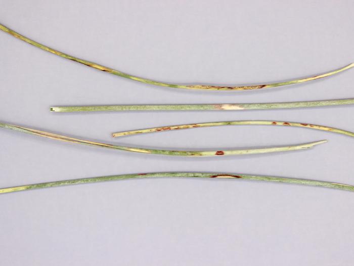 Helictotrichon - Rouille couronnée (Puccinia coronata)