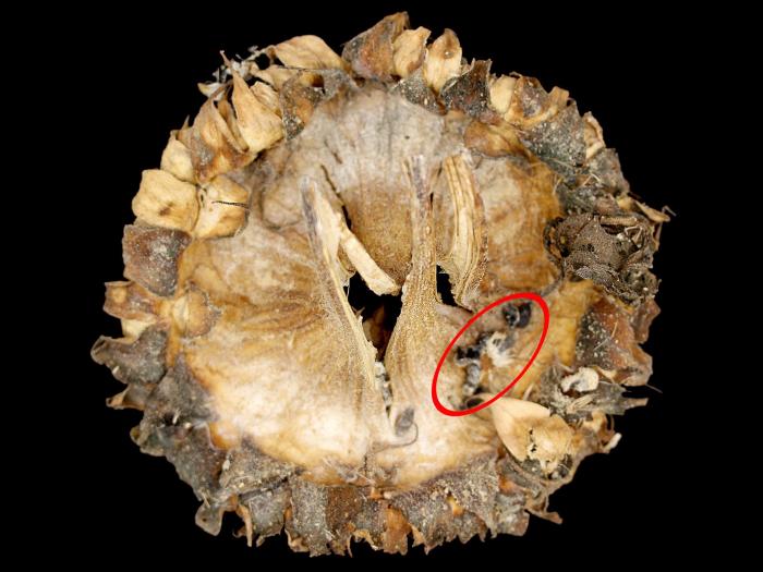 Tournesols - Pourriture sclérotique (Sclerotinia sclerotiorum)