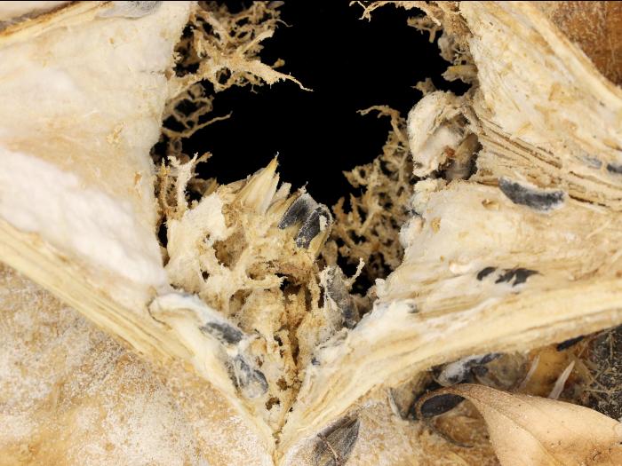 Tournesols - Pourriture sclérotique (Sclerotinia sclerotiorum)