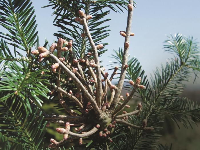 Arbres de Noël (sapins) - Rouille balai de sorcière (Melampsorella caryophyllacearum)