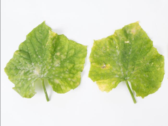 Concombre - Blanc (Podosphaera xanthii)