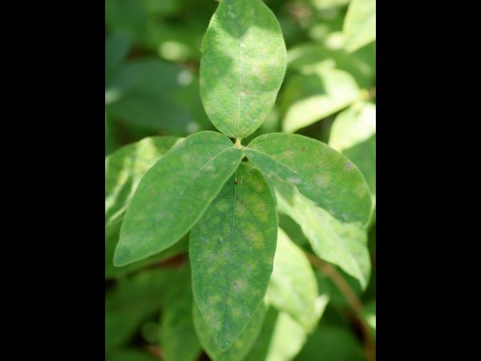 Camerise - Blanc (Erysiphe lonicerae)
