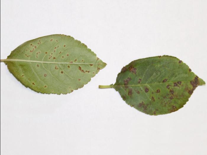 Cerise - Tache septorienne (Septoria sp.)